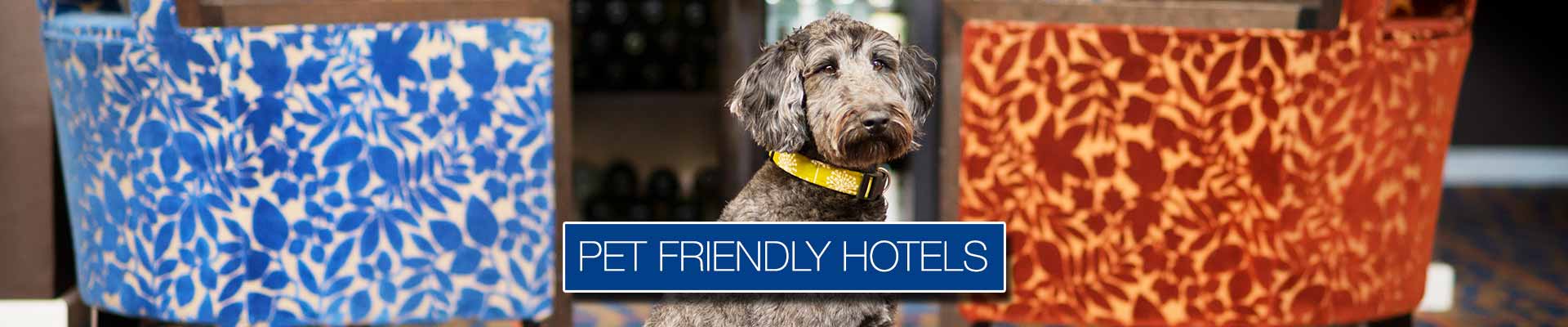 pet-friendly-hotels-that-allow-dogs-cats-best-western-hotels-uk